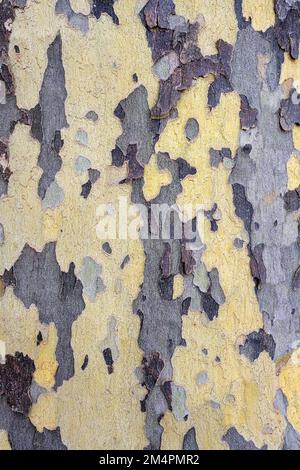 Bark of a plane tree (Platanus), Baden-Wuerttemberg, Germany Stock Photo