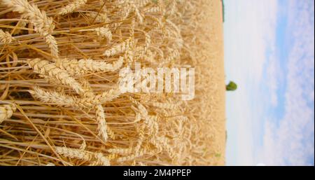 Landscape on sunny weather day with light wind. Close-up. Vertical footage. Static shot. Calm relax view. Wheat field at blue sky with white clouds. Stock Photo