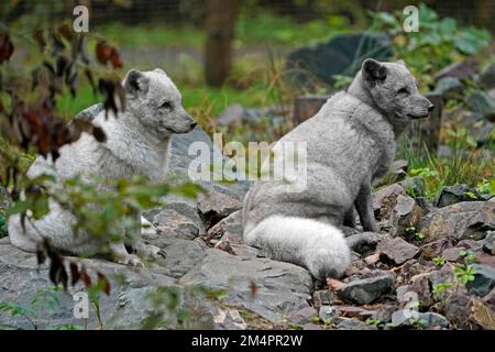 Two arctic foxes (Alopex lagopus), sitting, captive Stock Photo