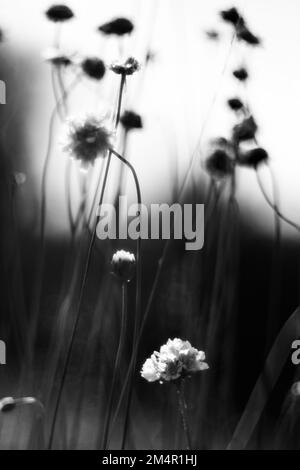 In the black and white depiction of grass carnations in a meadow, the front two flowers shine against a black background. Stock Photo