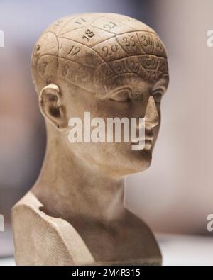 Phrenology Head.  Replica Stock Photo