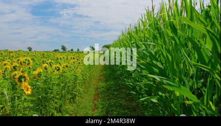 Farmland. Bright sunflower and corn fields, beautiful yellow flowers. Agricultural crop. Scenic green landscape, warm spring sunny day. Beauty in Stock Photo