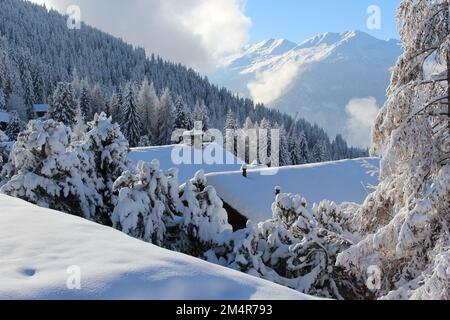 Magical Miniature Winter Wonderland Banner Evergreen Christmas Trees Shiny  Blue Stock Photo by ©andreaobzerova 223802402