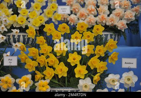 A bouquet of yellow Large-Cupped daffodils (Narcissus) Golden Aura on an exhibition in May Stock Photo