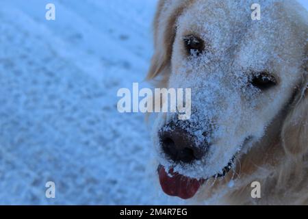 Golden retriever dog covered in fresh snow on its face outside. Dog playing in snow with copy space Stock Photo