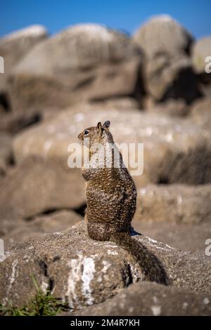 A large squirrel on a rock at Lovers Point in Monterey CA Stock Photo