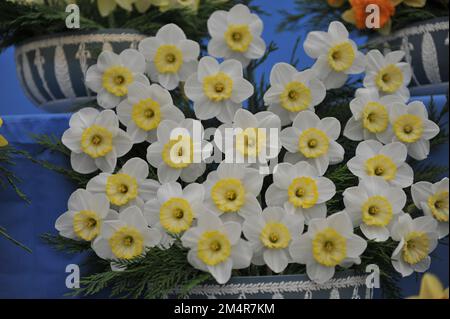 A bouquet of yellow and white Large-Cupped daffodils (Narcissus) Green Island on an exhibition in May Stock Photo