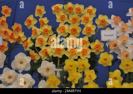 A bouquet of yellow and orange Large-Cupped daffodils (Narcissus) Limbo on an exhibition in May Stock Photo
