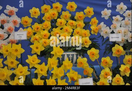A bouquet of yellow Large-Cupped daffodils (Narcissus) Mirar on an exhibition in May Stock Photo