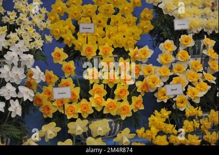 A bouquet of yellow and orange Large-Cupped daffodils (Narcissus) Paricutin on an exhibition in May Stock Photo
