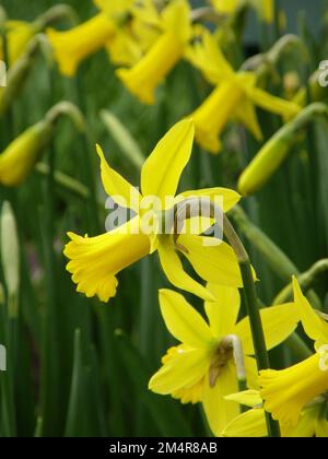 Yellow Cyclamineus daffodils (Narcissus) Peeping Tom bloom in a garden in March Stock Photo