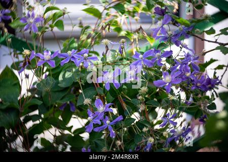 Flowers of Clematis viticella. Art lens. Swirl bokeh. Focus on the center. Stock Photo