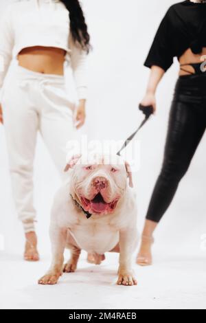 The vertical view of two women standing behind an American Pit Bull Terrier Stock Photo