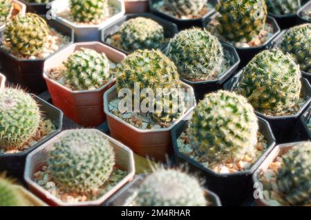 Lots of potted succulences in a rows Stock Photo