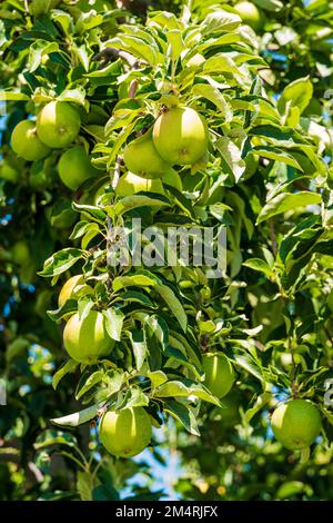 Apples ripening on the tree; Palouse Region; Washington; USA Stock Photo