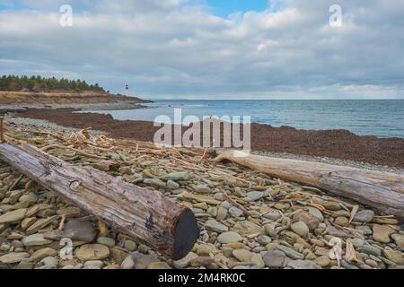 The beach in New Victoria Cape Breton Island Nova Scotia is piled high with driftwood and seaweed.  The Low Point Lighthouse can be seen in the distan Stock Photo