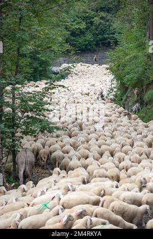 Sheep during the transhumance in the mountains of Bergamo