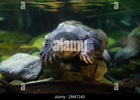 A Narrow-bridged musk turtle (Claudius angustatus) swimming in the waters of an aquarium Stock Photo