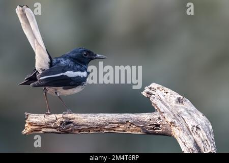 An oriental magpie bird peching on a dead tree branch against a blurred background Stock Photo
