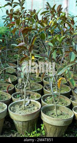 Jamun fruit Syzygium cumini Black Plum fruit tree seedlings in a pots Stock Photo