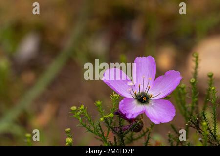 Close-up of a pink flower of Drosera cistiflora, a carnivorous plant, with copyspace, view from side Stock Photo