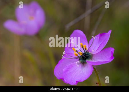 Close-up of a pink flower of Drosera cistiflora, a carnivorous plant, with copyspace, view from side Stock Photo