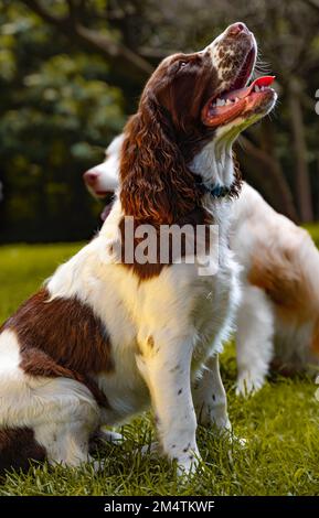English Springer Spaniel sitting In a park Stock Photo