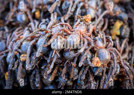 Fried bugs and insects are a common street food snack in Thailand and Cambodia. Stock Photo