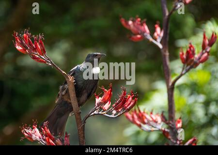 Tui feeding on flax flowers, Otari Wilton Bush, Wellington, North Island, New Zealand Stock Photo