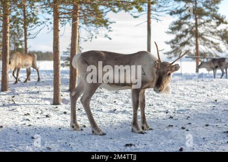 Reindeer in the woods in Finland Stock Photo