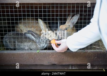 Rabbits in a cage and a hand giving a carrot. animal concept Stock Photo