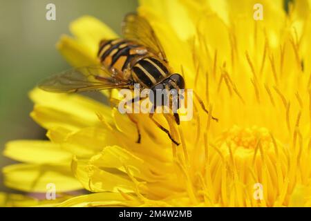 Natural closeup on the footballer hoverfly, Helophilus pendulus on a yellow dandelion flower in the garden Stock Photo