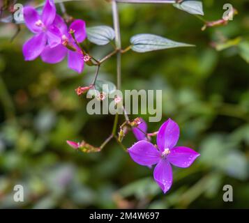 hiking tour in a rain forest forest on O'ahu Island, Hawaii Stock Photo