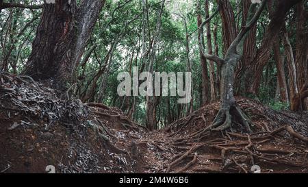 hiking tour in a rain forest forest on O'ahu Island, Hawaii Stock Photo