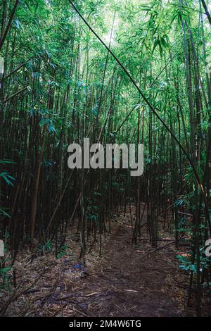 hiking tour in a rain forest forest on O'ahu Island, Hawaii Stock Photo