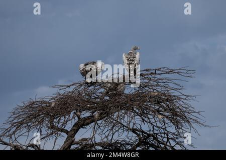 Ruppell's vulture (Gyps rueppellii) on a treetop. This large vulture, also known as Rupell's Griffon, inhabits arid and semi-arid parts of central Afr Stock Photo