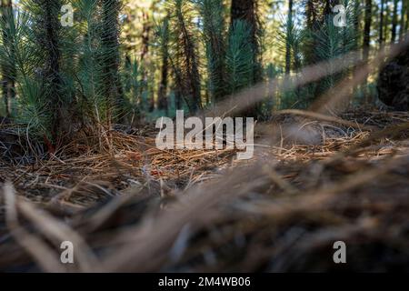 Low level view, Pinus canariensis, Canarian pine trees in the Corona forestal, forests near to Chinyero, Tenerife, Canary Islands, Spain Stock Photo