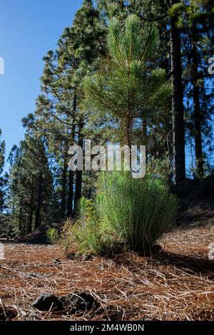 Low level view, Pinus canariensis, Canarian pine trees in the Corona forestal, forests near to Chinyero, Tenerife, Canary Islands, Spain Stock Photo