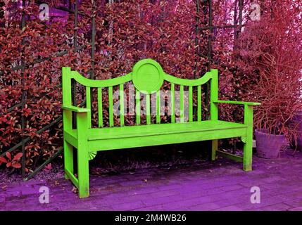 Pop art surreal style empty lime green wooden bench with red purple hedging shrub in background Stock Photo
