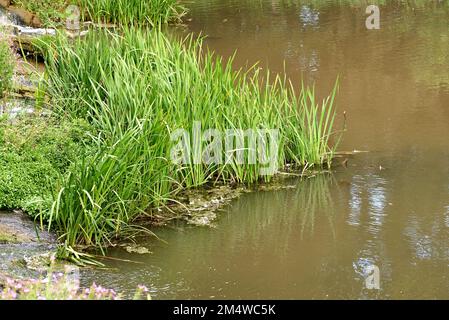 Grass growing on a lake shore Stock Photo