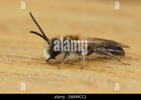Detailed closeup on a hairy male of the Small Sallow minng bee, Andrena praecox against a white blackground Stock Photo