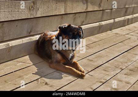 Close-up of a small serious dark pug dog lying on a rough wooden staircase Stock Photo