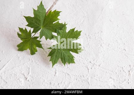 Green Sustainable Building. Fresh Green Maple Leaf on Stone Plaster, Plaque Plaster or Concrete. Environmentally friendly and safe building materials Stock Photo