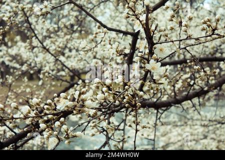 Close up apricot tree branches with small flowers concept photo Stock Photo