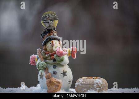 Vogel-Blaumeise am Schneemann und Fichtenzapfen im Winter Stock Photo