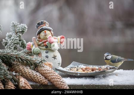 Vogel-Blaumeise am Schneemann und Fichtenzapfen im Winter Stock Photo