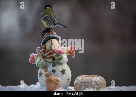 Vogel-Blaumeise am Schneemann und Fichtenzapfen im Winter Stock Photo