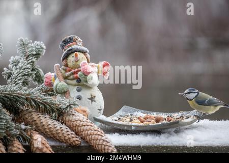 Vogel-Blaumeise am Schneemann und Fichtenzapfen im Winter Stock Photo