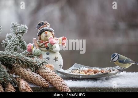 Vogel-Blaumeise am Schneemann und Fichtenzapfen im Winter Stock Photo