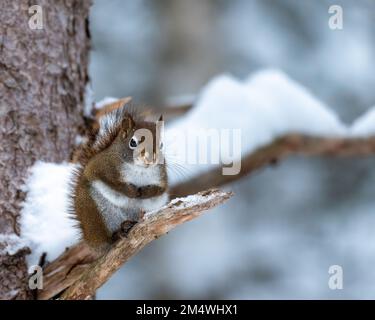 American red squirrel (Tamiasciurus hudsonicus) sitting on a snowy dead branch, winter Stock Photo